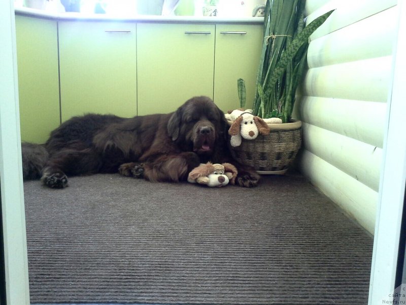 Фото: ньюфаундленд Нэш Соллар Винд