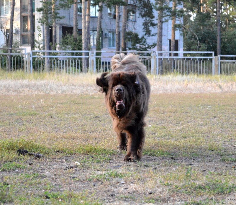 Фото: ньюфаундленд Браунблад МСК Жанара Хайя (Brownblood MSK Zhanara Haya)