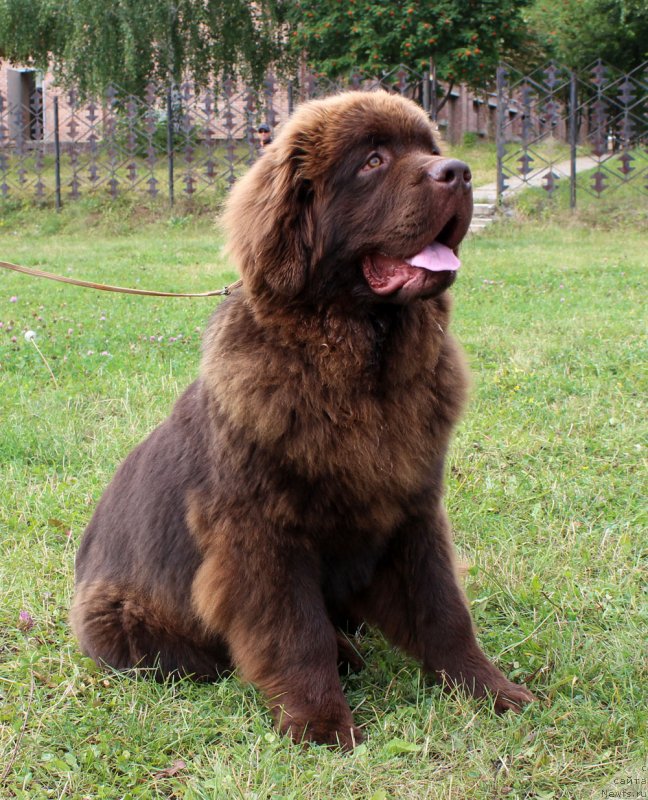 Фото: ньюфаундленд Браунблад МСК Нэтти Мэй