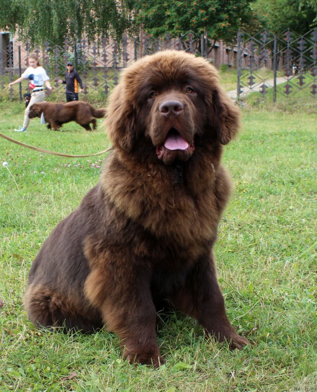 Фото: ньюфаундленд Браунблад МСК Нэтти Мэй