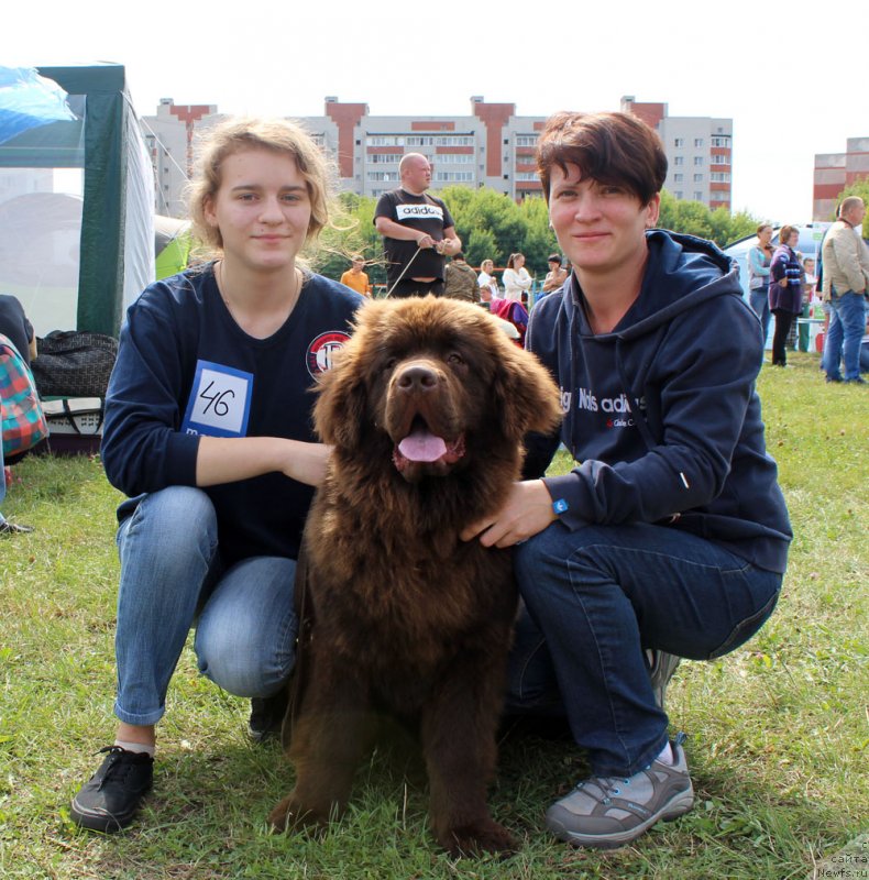 Фото: ньюфаундленд Браунблад МСК Нэтти Мэй