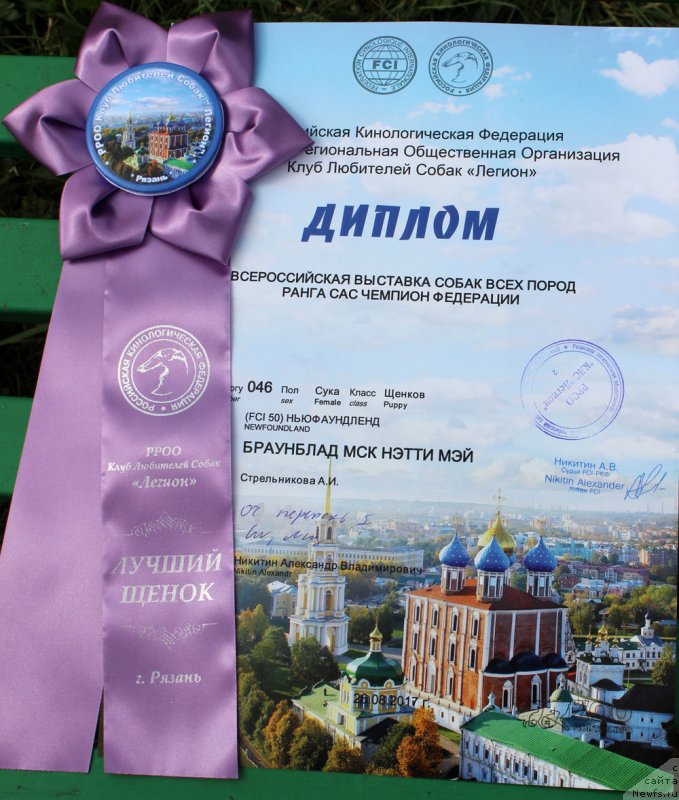 Фото: ньюфаундленд Браунблад МСК Нэтти Мэй