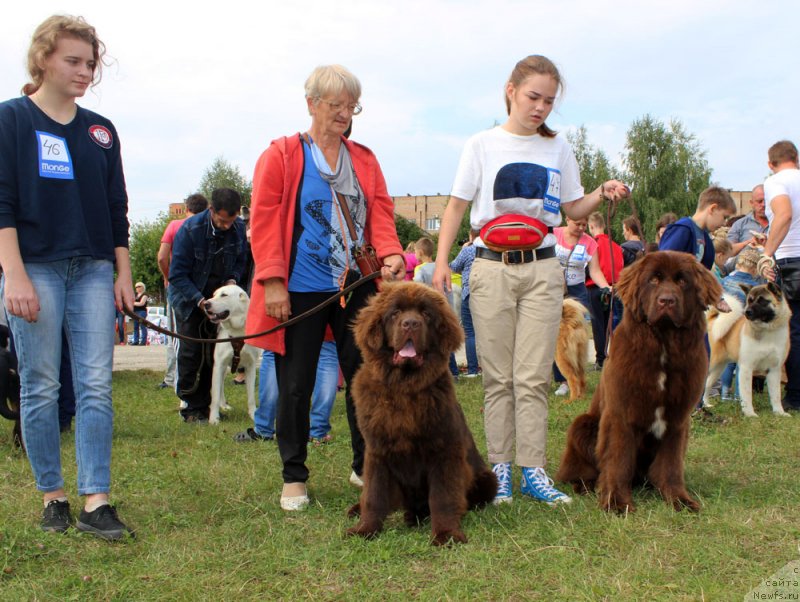 Фото: ньюфаундленд Браунблад МСК Нэтти Мэй, ньюфаундленд Браунблад МСК Ауди Рэд Лэсс (Brownblood MSK Audi Red Less), Мария Шмелева