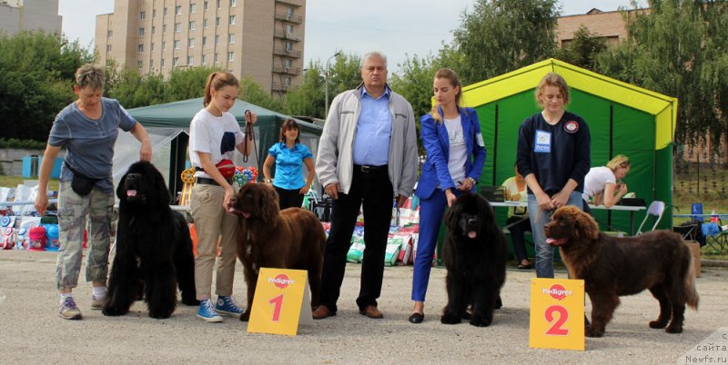 Фото: ньюфаундленд Бридж Овер Траблд Ривер (Bridge Over Troubled River), Екатерина Кузнецова, ньюфаундленд Браунблад МСК Ауди Рэд Лэсс (Brownblood MSK Audi Red Less), Мария Шмелева, ньюфаундленд Династик Брэнч Яндекс Хапинесс (Dynastic Branch Yandex Hapiness), Элеонора Веселова, ньюфаундленд Браунблад МСК Нэтти Мэй