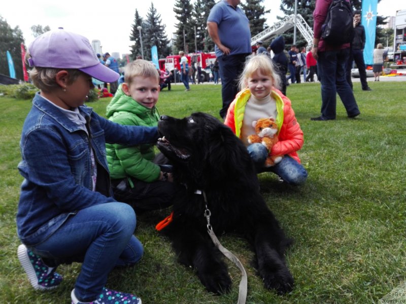 Фото: ньюфаундленд Черный Чанк с Берега Дона (Chernyj Chank s Berega Dona)