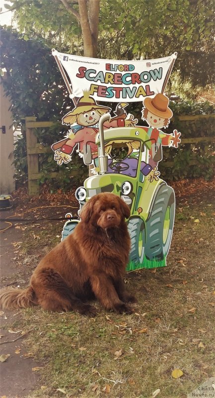 Фото: ньюфаундленд Нобл Кинг Май Лорд Симба