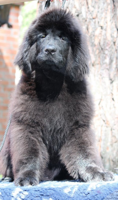 Фото: ньюфаундленд Супер Премиум Элита