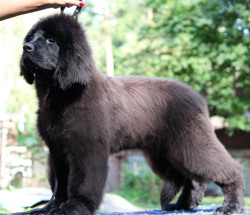 Фото: ньюфаундленд Супер Премиум Элита