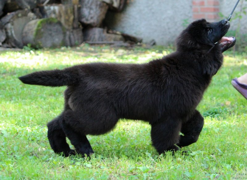 Фото: ньюфаундленд Супер Премиум Элита