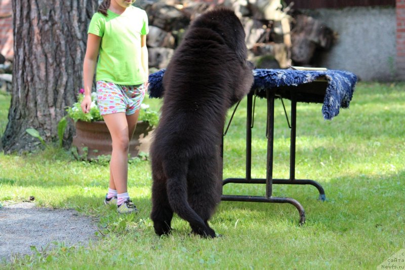 Фото: ньюфаундленд Супер Премиум Элита