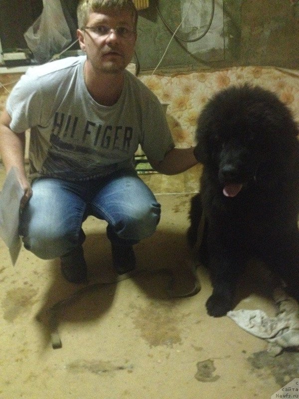 Фото: ньюфаундленд Ирада Славная Дочь Матвея