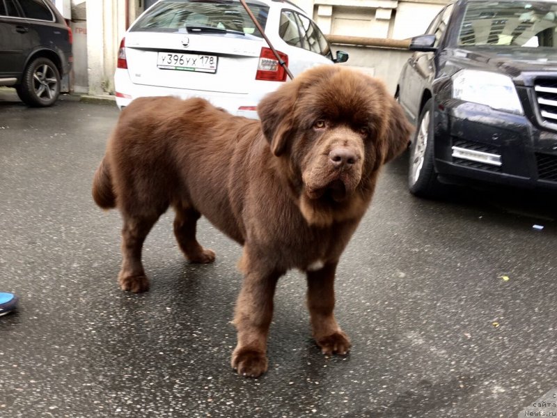 Фото: ньюфаундленд Браунблад МСК Ларчи Ардон (Brownblood MSK Larchie Ardon)