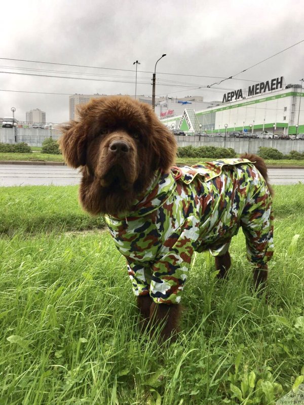 Фото: ньюфаундленд Браунблад МСК Ларчи Ардон (Brownblood MSK Larchie Ardon)