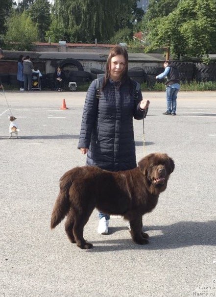 Фото: ньюфаундленд Браунблад МСК Ларчи Ардон (Brownblood MSK Larchie Ardon)