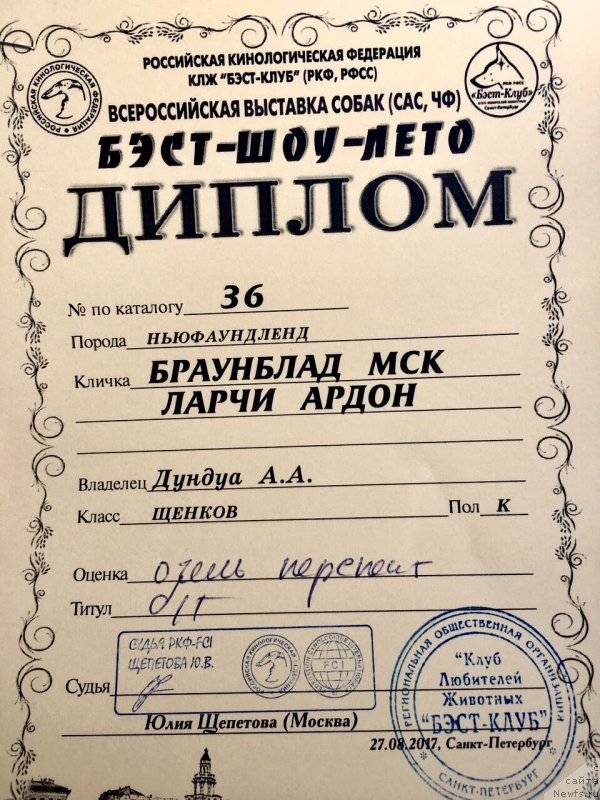 Фото: ньюфаундленд Браунблад МСК Ларчи Ардон (Brownblood MSK Larchie Ardon)