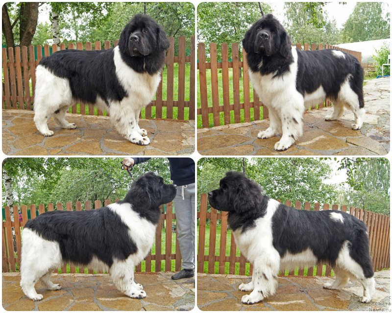 Фотография № 228967