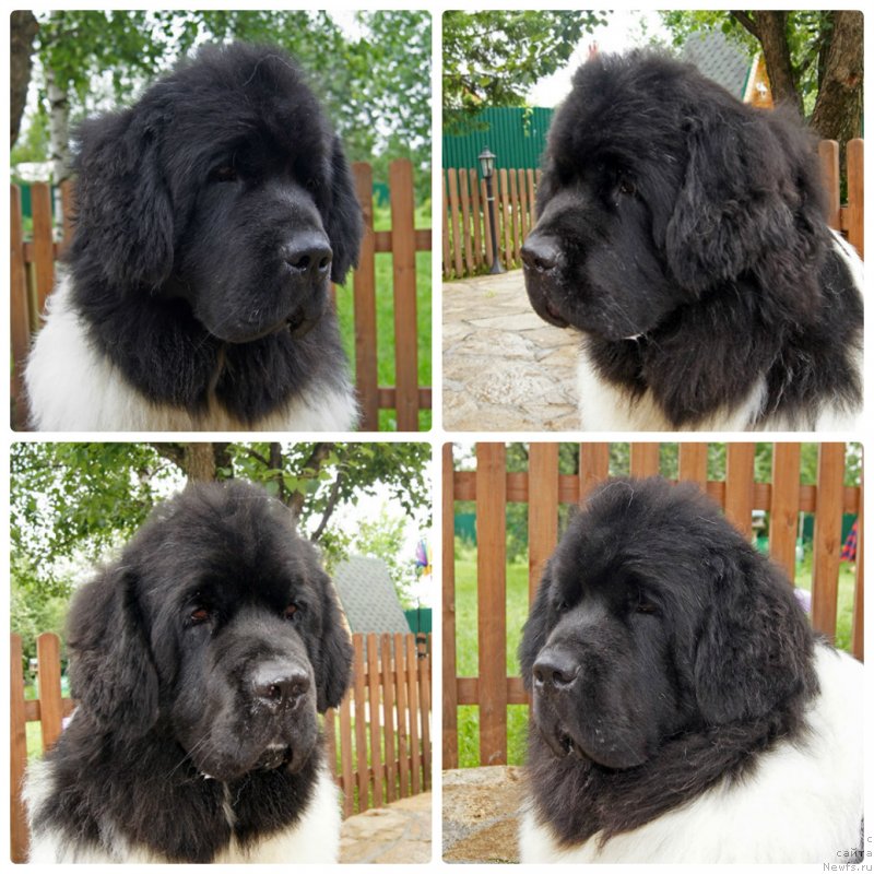 Фотография № 228968