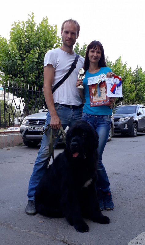 Фото: ньюфаундленд Черный Балу Лорд-Канцлер (Cherniy Balu Lord-Kantsler), Екатерина Иванова