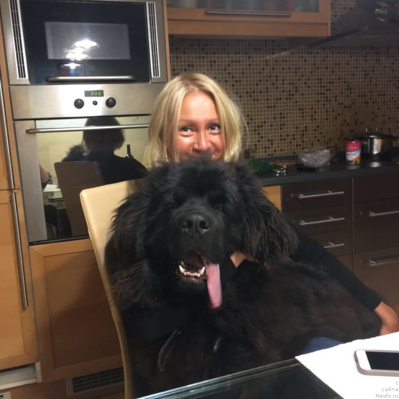 Фото: ньюфаундленд Терра Виктория Жу Шоу (Terra Victoria Ghou Show)