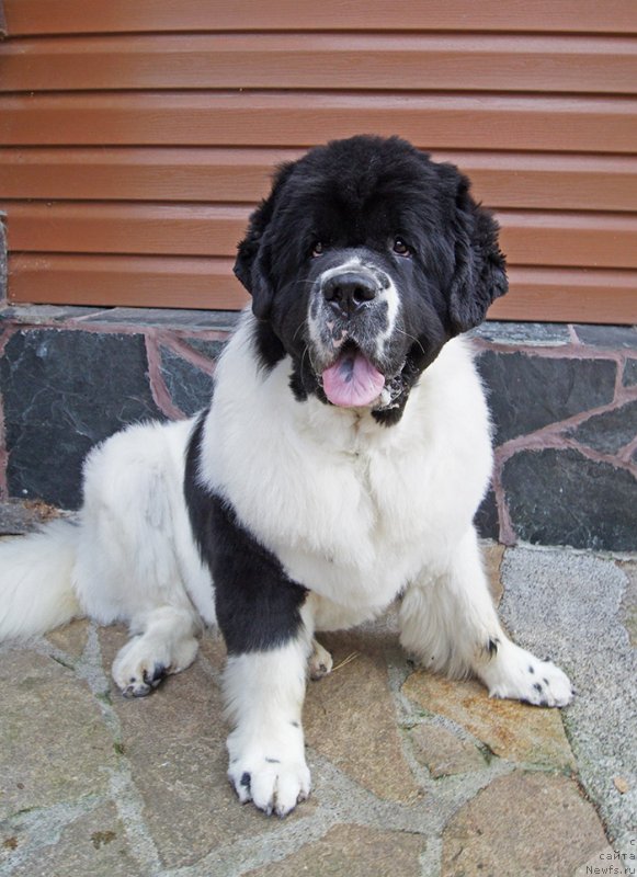 Фотография № 228980