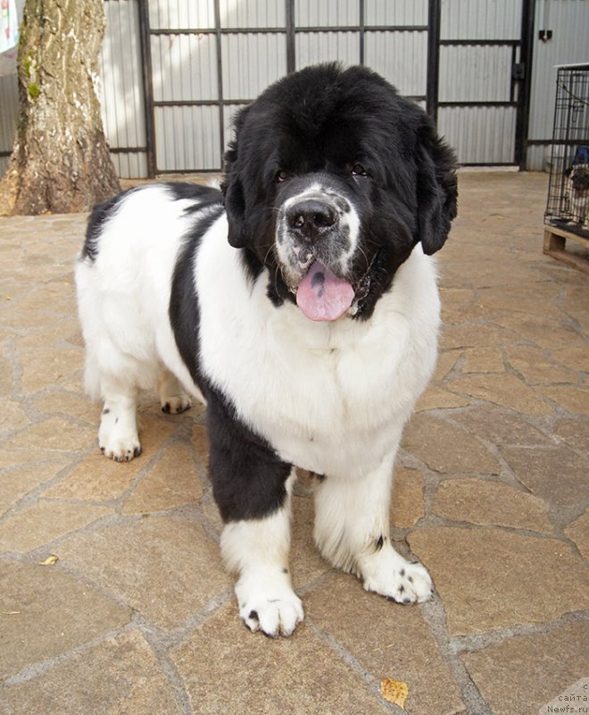 Фотография № 228981