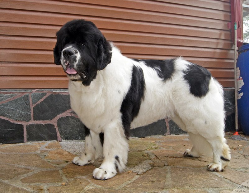 Фотография № 228983