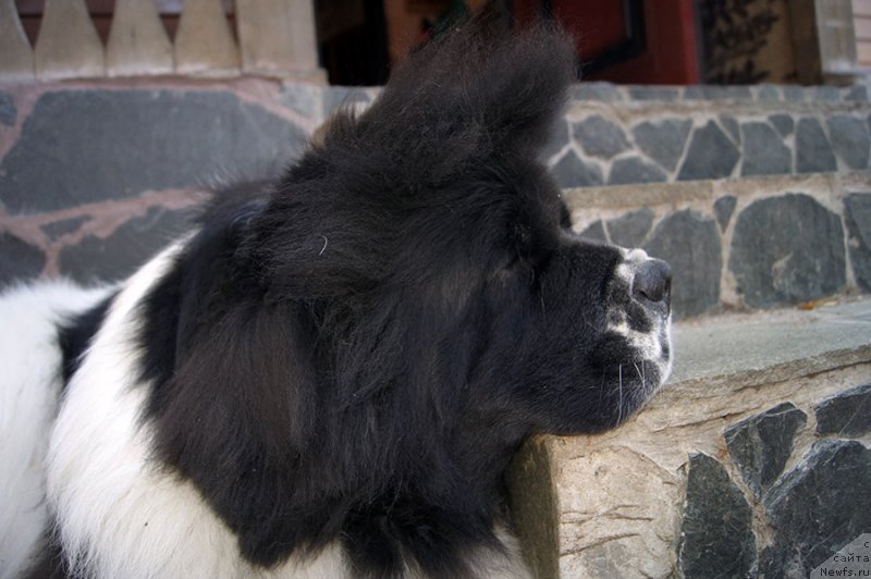 Фотография № 228985