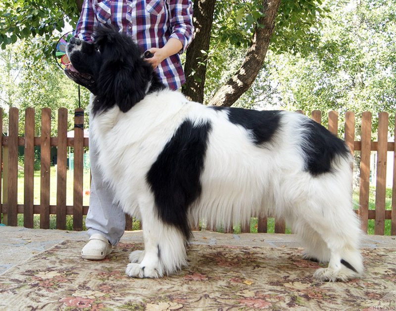 Фотография № 228986