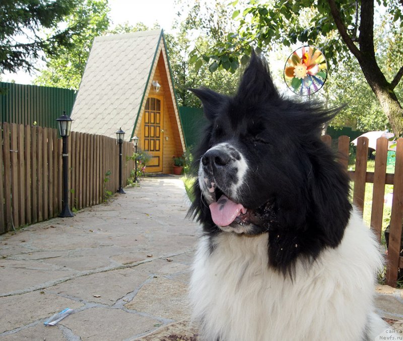 Фотография № 228987