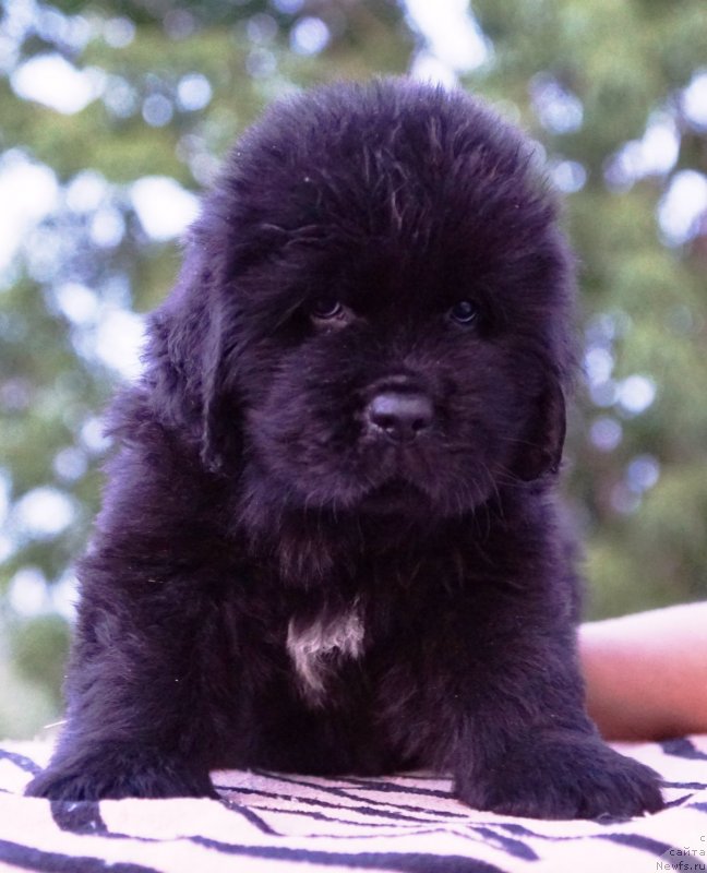 Фото: ньюфаундленд Real Masterpiece Midnight Bear