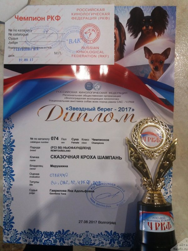 Фото: ньюфаундленд Сказочная Кроха Шампань