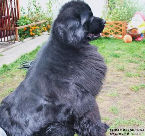 Фото: ньюфаундленд Ермак из Царства Медведей