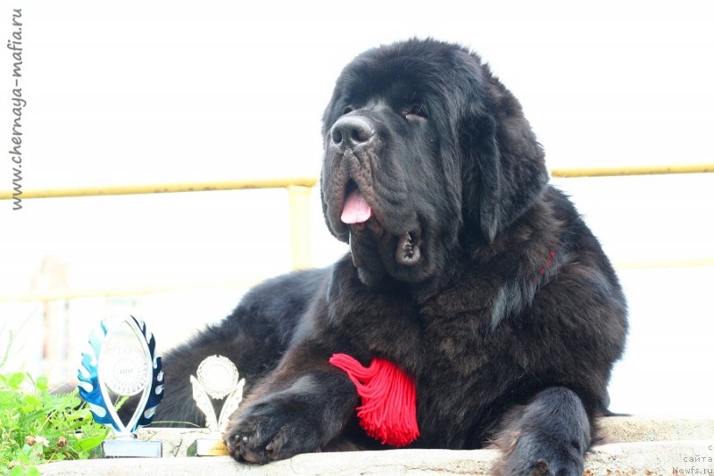 Фото: ньюфаундленд Черная Мафия Блуес Ин Тхе Нигхт (Chernaya Mafia Blues In The Night)