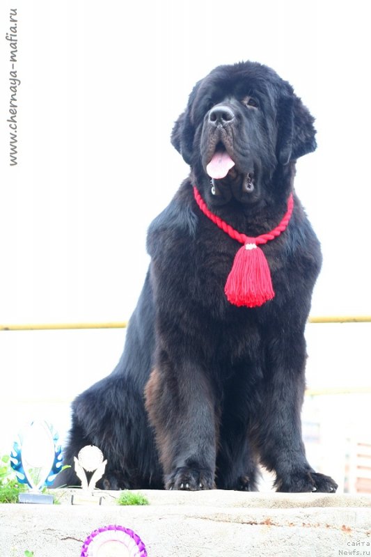 Фото: ньюфаундленд Черная Мафия Блуес Ин Тхе Нигхт (Chernaya Mafia Blues In The Night)