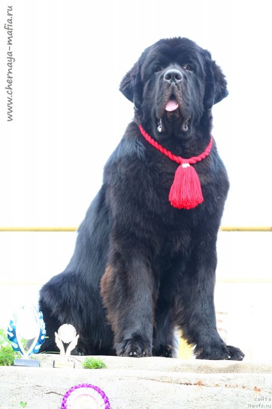 Фотография № 229005