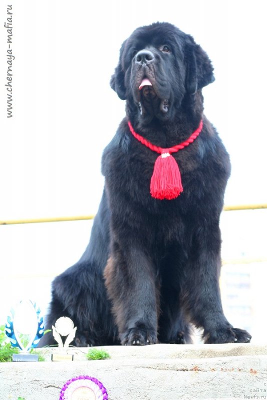 Фотография № 229007