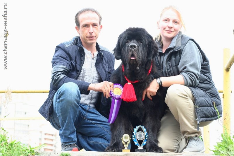 Фото: ньюфаундленд Черная Мафия Блуес Ин Тхе Нигхт (Chernaya Mafia Blues In The Night)