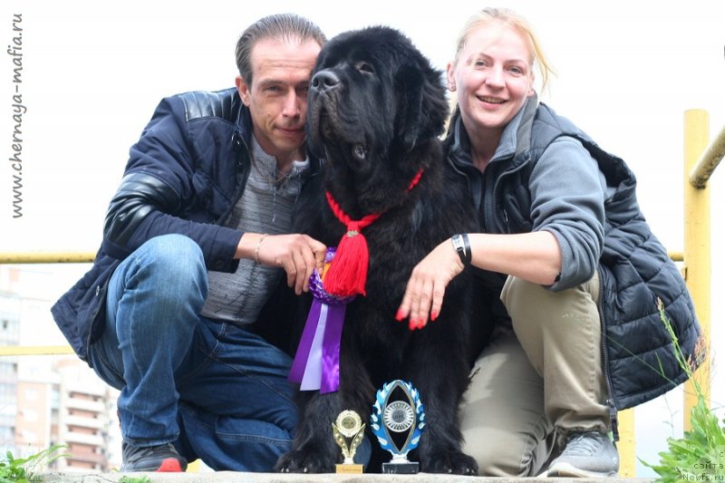 Фото: ньюфаундленд Черная Мафия Блуес Ин Тхе Нигхт (Chernaya Mafia Blues In The Night)