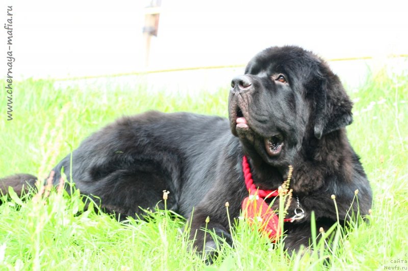 Фото: ньюфаундленд Черная Мафия Блуес Ин Тхе Нигхт (Chernaya Mafia Blues In The Night)