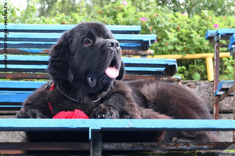 Фото: ньюфаундленд Черная Мафия Бекаусе И Ам Вортх Ит (Chernaya Mafia Because I Am Worth It)