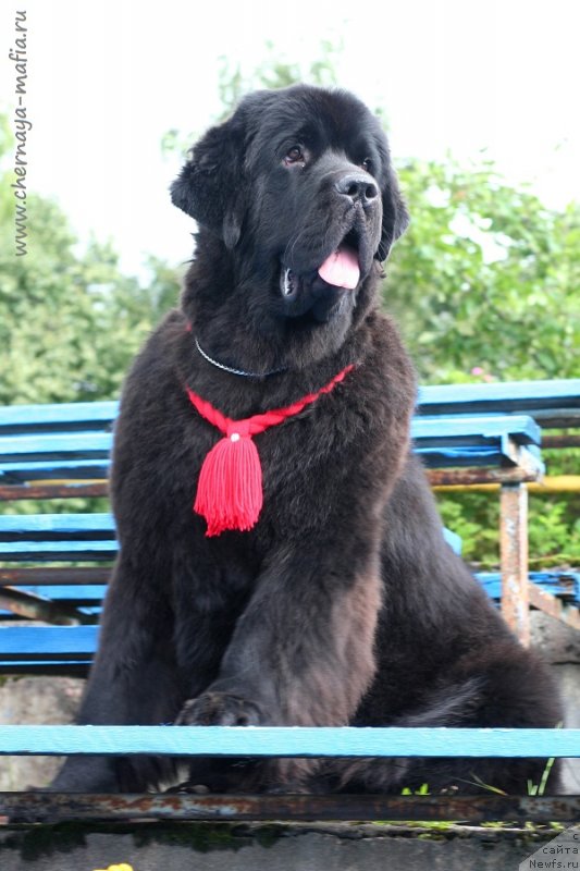 Фото: ньюфаундленд Черная Мафия Бекаусе И Ам Вортх Ит (Chernaya Mafia Because I Am Worth It)