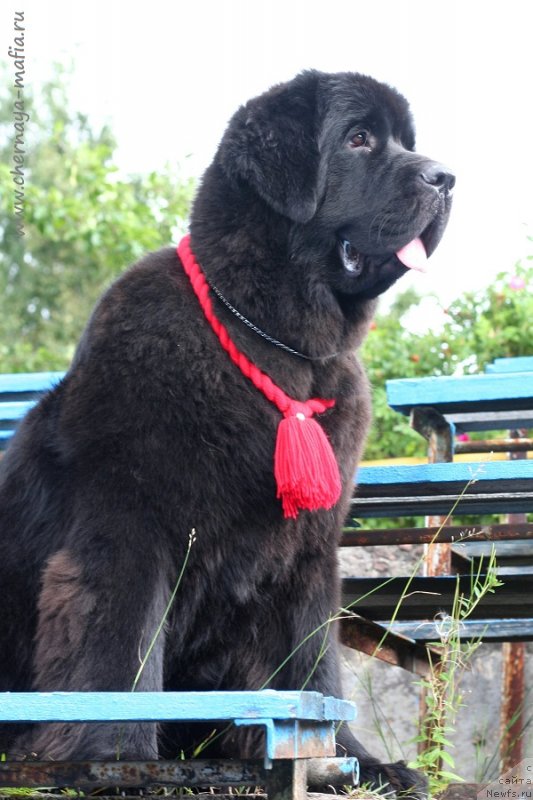 Фото: ньюфаундленд Черная Мафия Бекаусе И Ам Вортх Ит (Chernaya Mafia Because I Am Worth It)