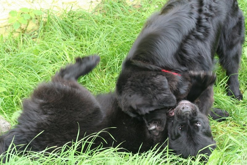 Фото: ньюфаундленд Черная Мафия Блуес Ин Тхе Нигхт (Chernaya Mafia Blues In The Night), ньюфаундленд Черная Мафия Бекаусе И Ам Вортх Ит (Chernaya Mafia Because I Am Worth It)