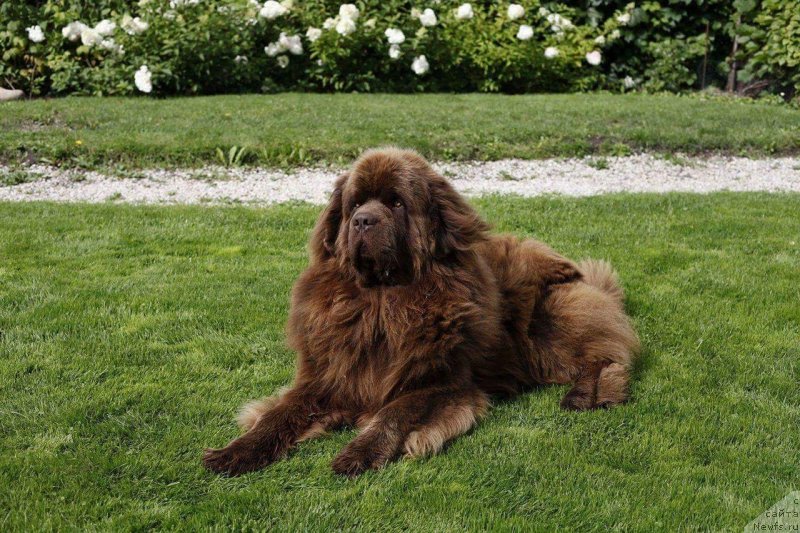 Фото: ньюфаундленд Браунблад МСК Хаиес Хаго (Brownblood MSK Hayes Hago)