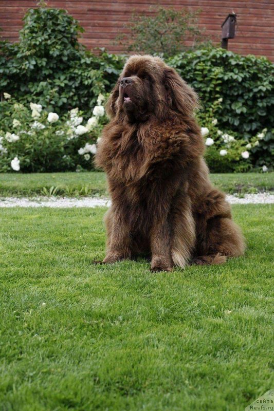 Фото: ньюфаундленд Браунблад МСК Хаиес Хаго (Brownblood MSK Hayes Hago)