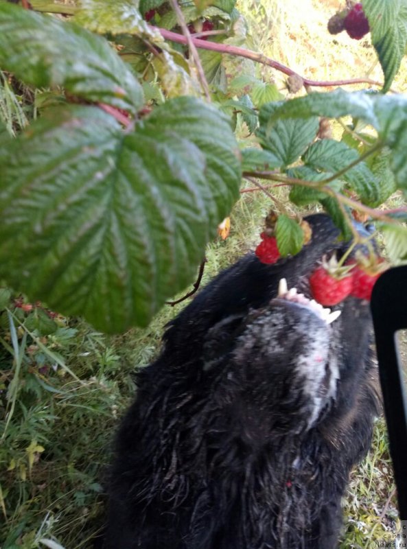 Фото: ньюфаундленд Сент Джонс Жискар Д'Эстен Эдмон (Sent Djons Zhiscar D'Estaing Edmon)