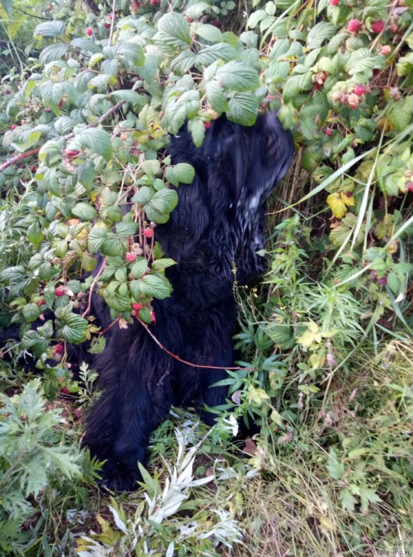 Фотография № 229028