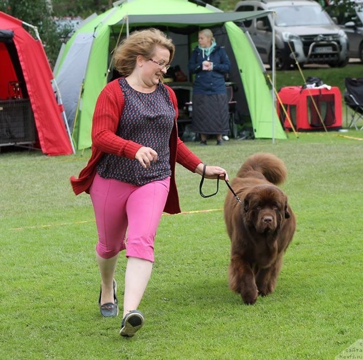 Фото: ньюфаундленд Браунблад МСК Альфа-Ромео Голд Бадди (Brownblood MSK Alfa-Romeo Gold Baddy)