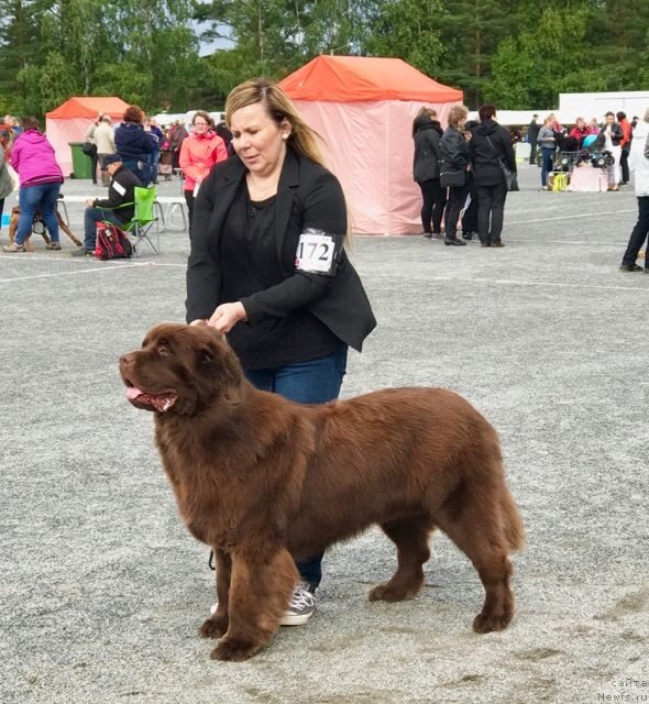 Фото: ньюфаундленд Браунблад МСК Альфа-Ромео Голд Бадди (Brownblood MSK Alfa-Romeo Gold Baddy)