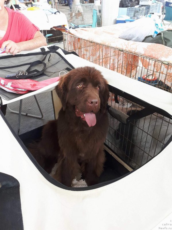 Фото: ньюфаундленд Браунблад МСК Аванти Дарлинг Кид (Brownblood MSK Avanti Darling Kid)